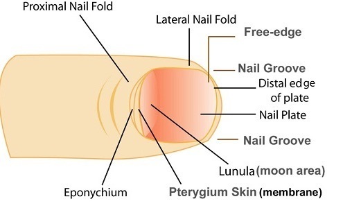 Nail Diagram2